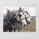 Recherche de percheron cartes postales Tirant