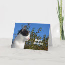 Recherche de chat noir anniversaire cartes Noir et blanc