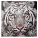 Recherche de tigre blanc carreaux Chat