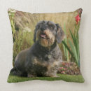 Recherche de à poils durs coussins Plomb et pam langrish