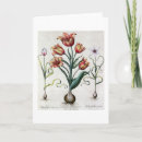 Recherche de tulipa Siècle