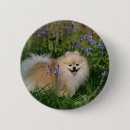 Recherche de jacinthes badges Plomb et pam langrish