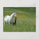 Recherche de jument et poulain cartes postales Cheval