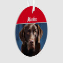 Recherche de chocolate labrador Dogs