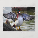 Recherche de canards cartes postales Observation des oiseaux