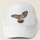 Recherche de oiseaux avec des casquettes Faucon