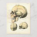 Recherche de crâne humain cartes postales Anatomie