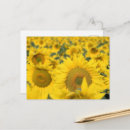 Recherche de tournesol jaune cartes postales Nature