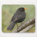 Recherche de oiseau noir tapis souris Merle