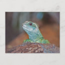Recherche de photo de lézard cartes postales Lézards