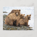 Recherche de ourson cartes postales Grizzli