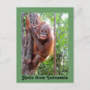 Recherche de orang outan cartes postales Faune