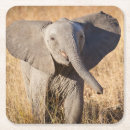 Recherche de savane dessous de verres Éléphant