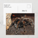 Recherche de genoux cartes postales Animal