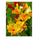 Recherche de canna art Fleur
