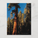 Recherche de parc national séquoia cartes postales Usa