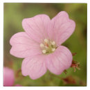 Recherche de macro rose carreaux Nature