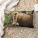Recherche de poneys coussins Poney islandais