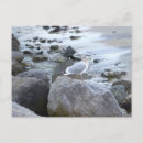 Recherche de mouettes cartes postales Photographie
