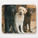 Recherche de labrador retriever noir tapis souris Labo jaune