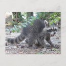 Recherche de cocon cartes postales Raton laveur