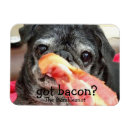 Recherche de obtenu magnets Chien