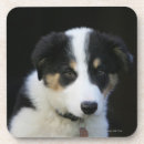 Recherche de chiot border collie de dessous de verres Colley frontière