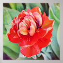 Recherche de tulipe art Jardin
