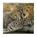 Recherche de guépards carreaux Faune