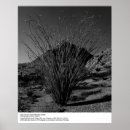 Recherche de cactus noir blanc art Nature