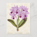 Recherche de violet clair cartes postales Fleurs