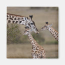 Recherche de de girafe refrigérateur magnets Paysage