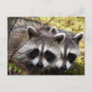 Recherche de photo deux cartes postales Mignon