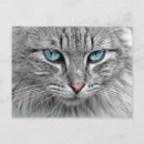 Recherche de maquereaux cartes postales Animal