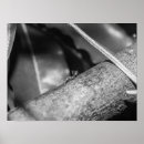 Recherche de fourmi posters Noir