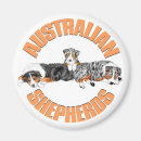 Recherche de berger magnets Australishepherd