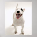 Recherche de chien de bull terrier art Dessin