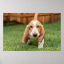 Recherche de hound posters Limier