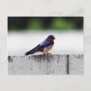 Recherche de hirondelles cartes postales Oiseau
