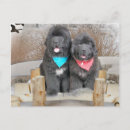 Recherche de chien de newfie cartes postales Newfies