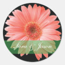 Recherche de marguerite rose gerbera autocollants Fleur