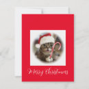 Recherche de chat funy chapeaux Moderne