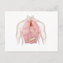 Recherche de digestif cartes postales Physiologie