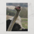 Recherche de autruches cartes postales Photographie