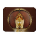 Recherche de mouche magnets Animaux