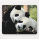 Recherche de chengdu Zoo