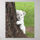 Recherche de vue de face posters Faune