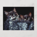 Recherche de le chaton cartes postales Regarder la caméra