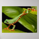 Recherche de froggy posters Nature