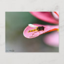 Recherche de mouche cartes postales Photographie